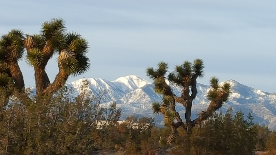 Again, Yucca Trees and snow covered mountains form a perfect contrast in nature.