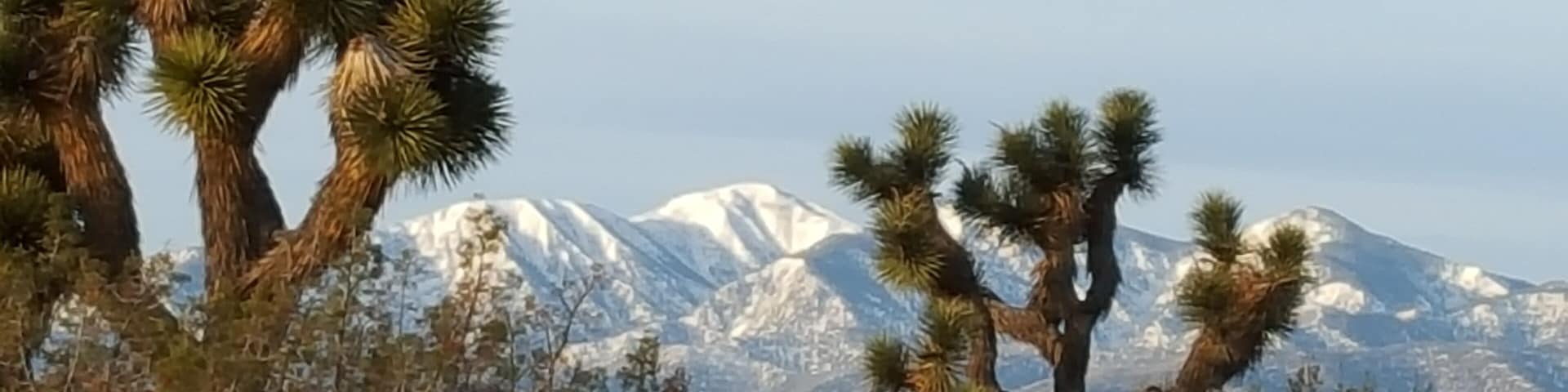 Again, Yucca Trees and snow covered mountains form a perfect contrast in nature.