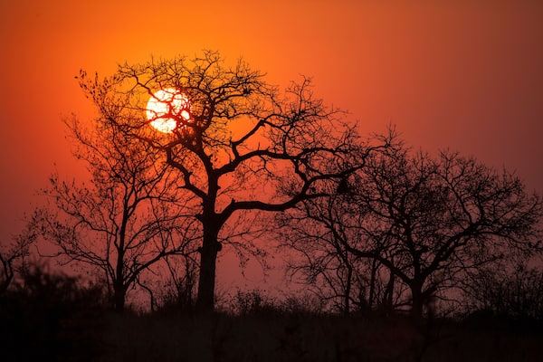 Scenic view of marula trees during sunset in Mjejane Private Game Reserve