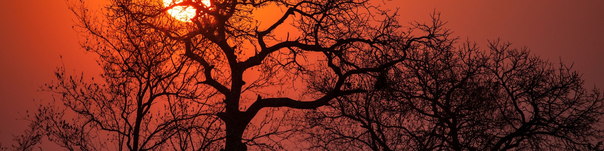 Scenic view of marula trees during sunset in Mjejane Private Game Reserve