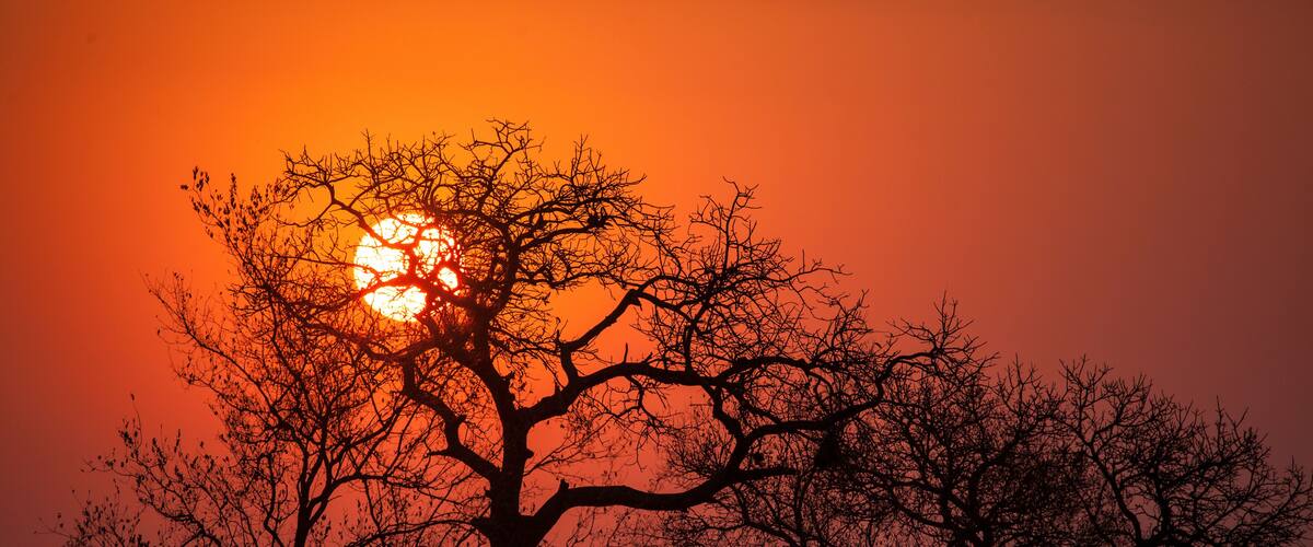 A tree silhouetted against a sunset with a vibrant orange sky.