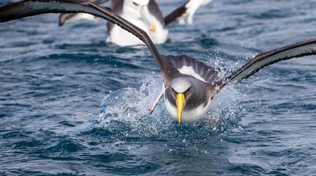 Chatham Albatross, Thalassarche eremita