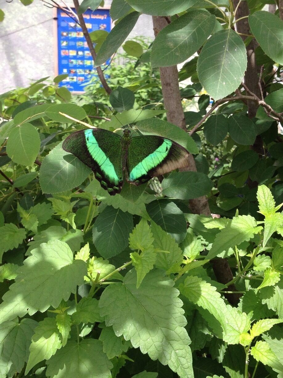 Botanical Garden Chicago 