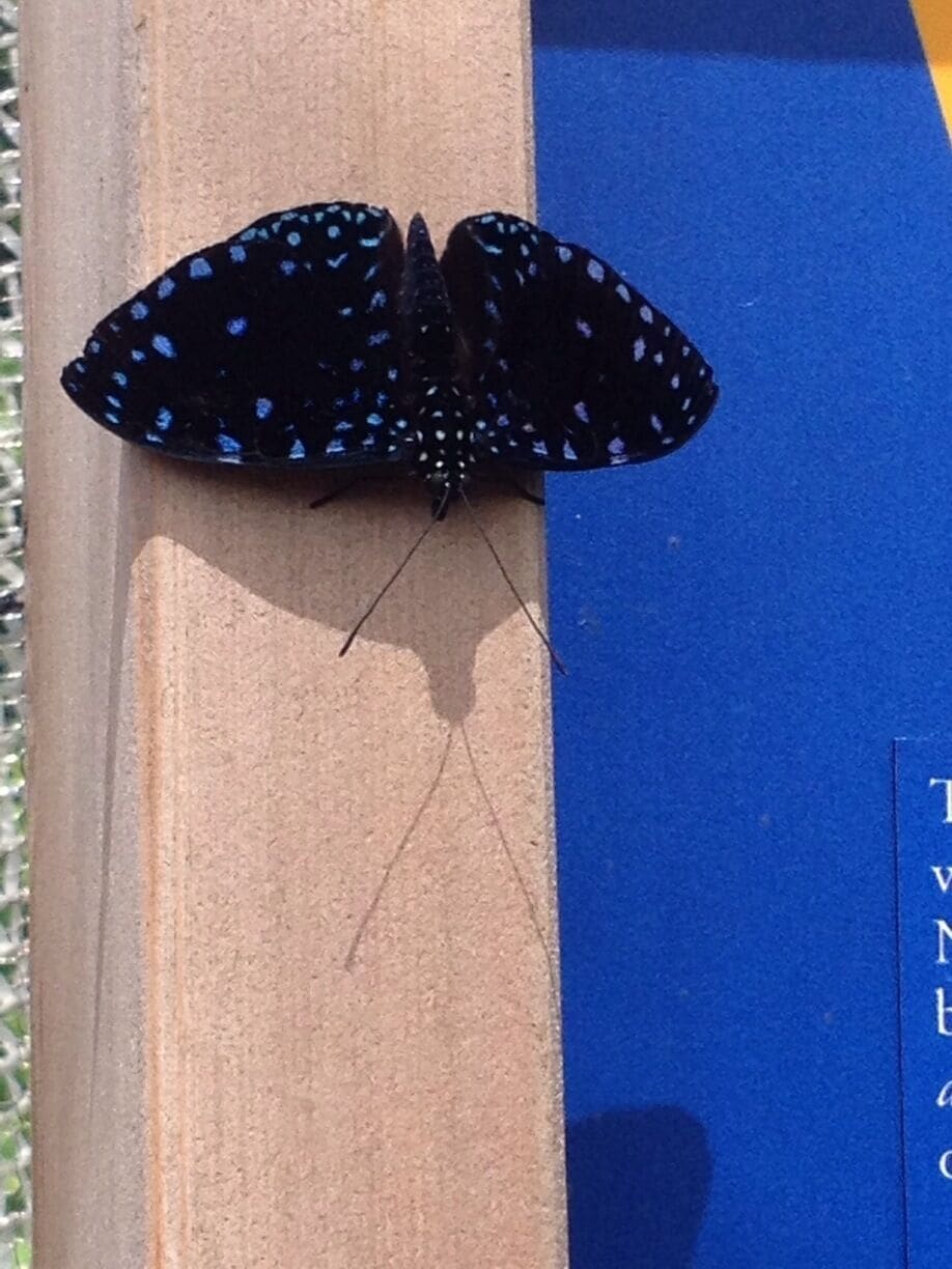 At Botanical Garden Chicago 