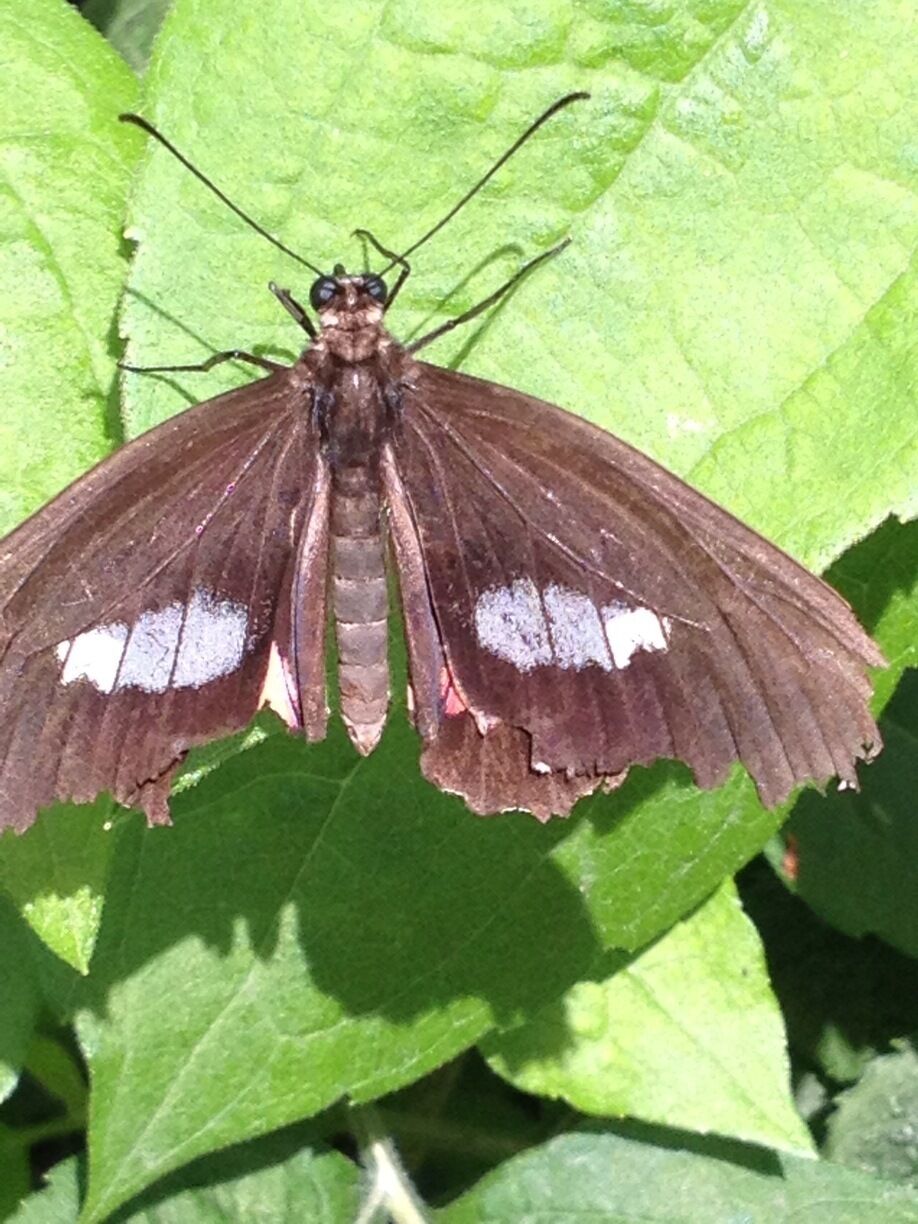 Butterfly at Gardens in Chicago 