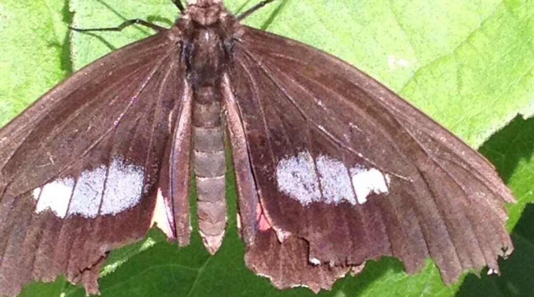 Butterfly at Gardens in Chicago