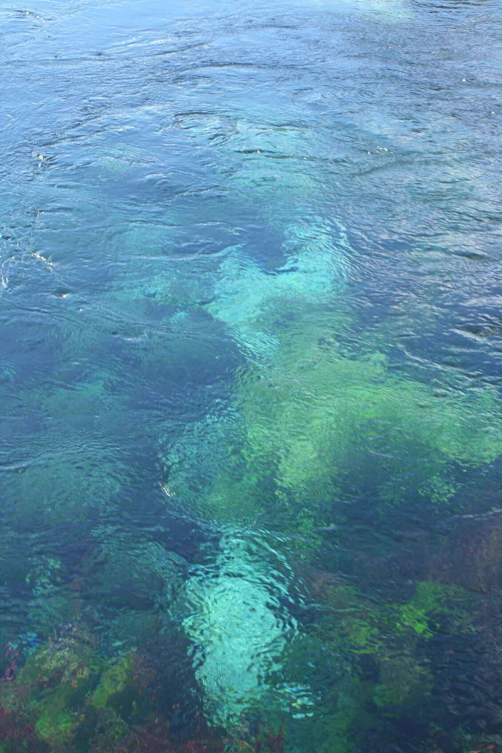 This is the water at Te Waikoropupu springs. It's supposedly one of the clearest waters in the world. It is bubbling so a bit hard to see. To preserve it you are not even allowed to touch it. 