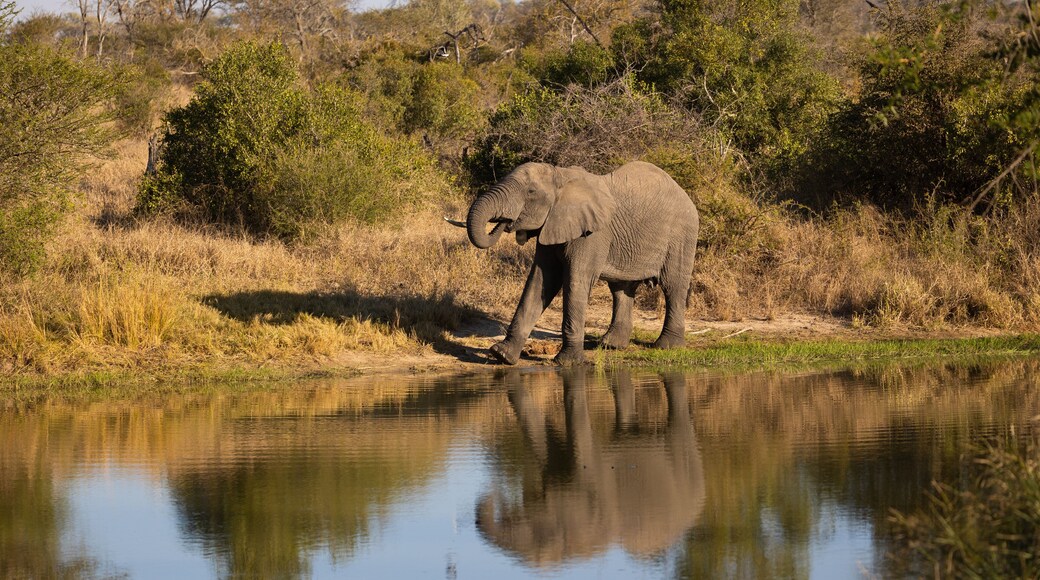 Large elephant at the waterhole, with reflection on the water