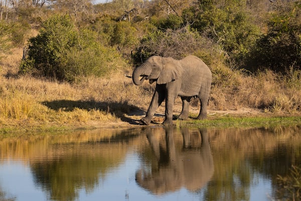 Ein Elefant an einem ruhigen Gewässer, im Hintergrund trockene Gräser und Bäume.