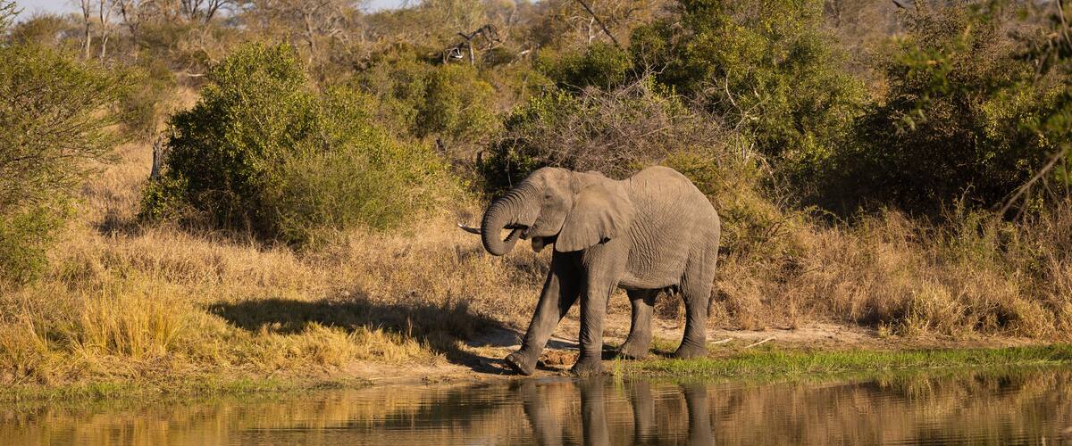 An elephant by a calm water body with dry grass and trees in the background.