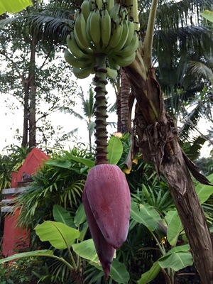 Banana blossom