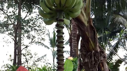Banana blossom