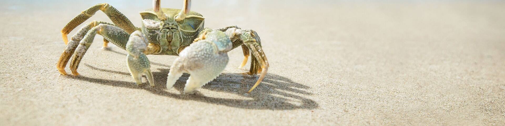 Seychelles Crab on the Ocean Coast. Tropical Island