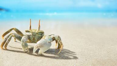 Seychelles Crab on the Ocean Coast. Tropical Island