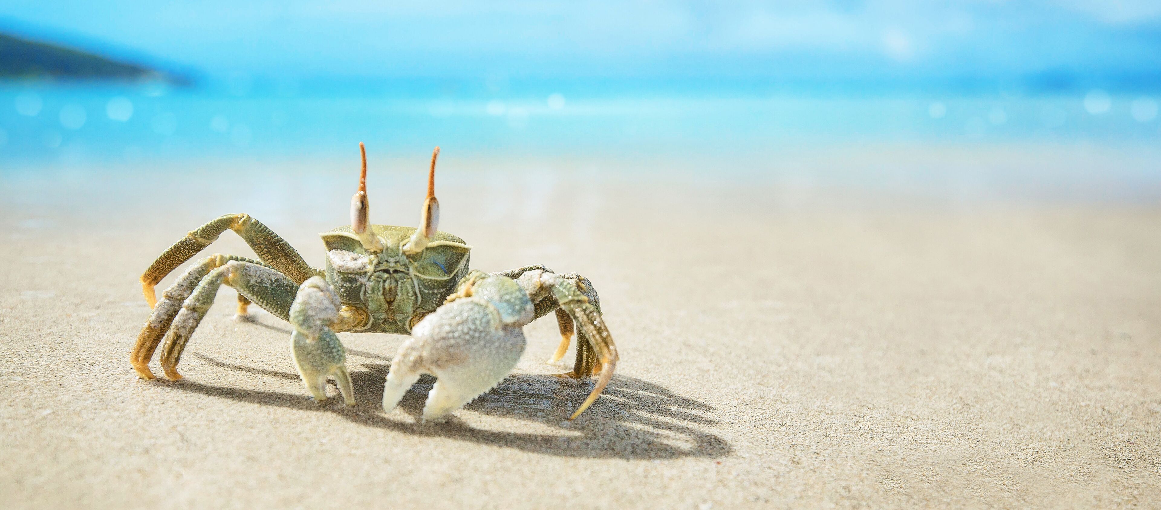 A crab on a sandy beach with a blurred ocean background.