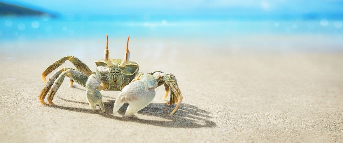 A crab on a sandy beach with a blurred ocean background.