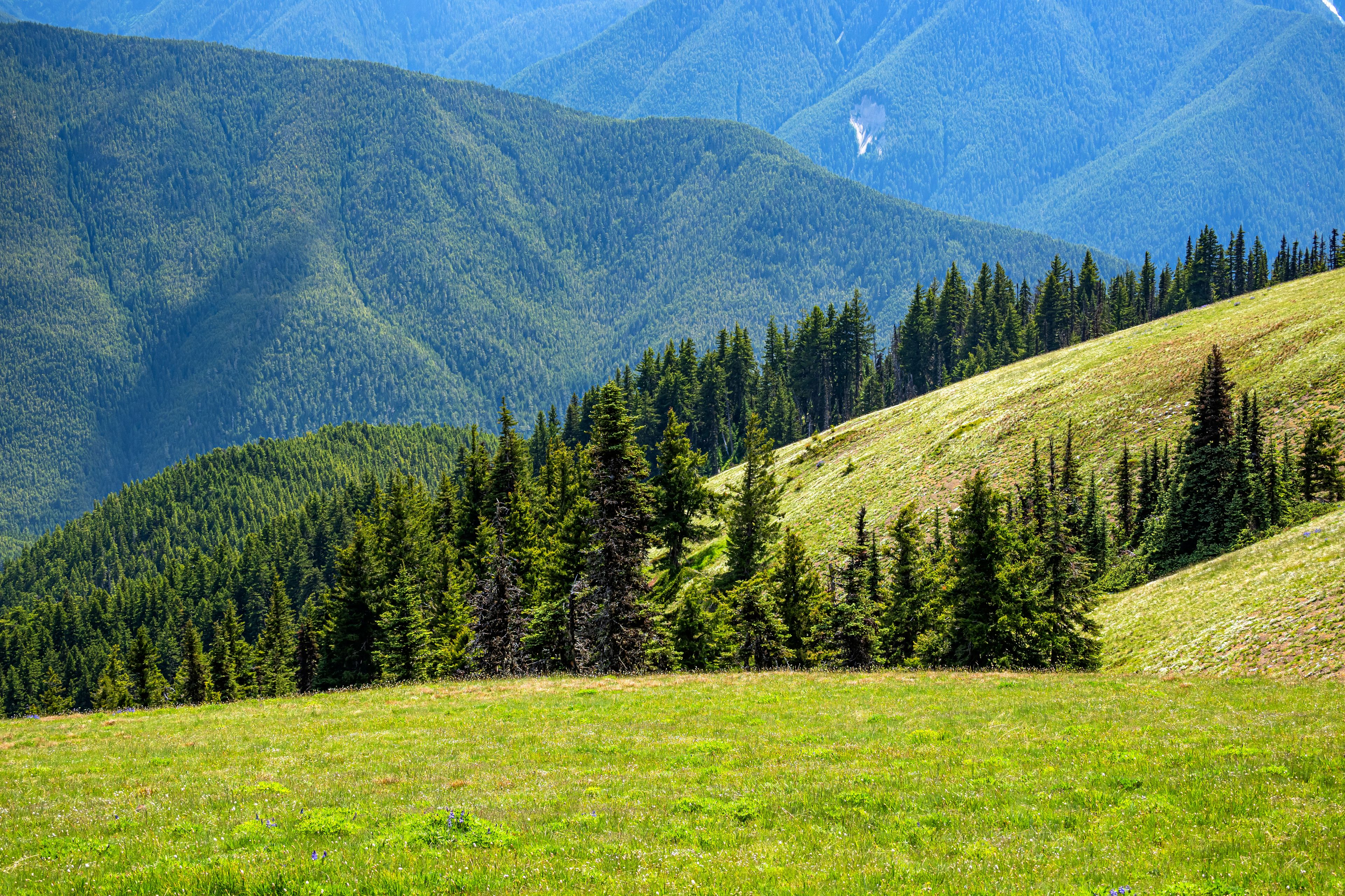 A mountainous landscape with dense forests and a grassy meadow.