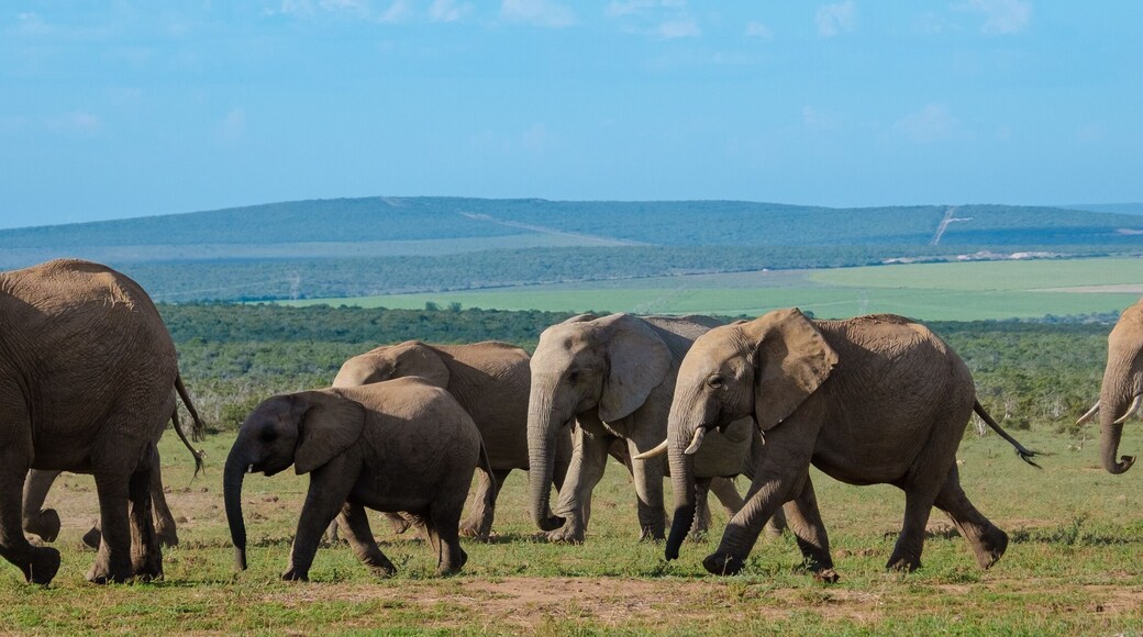Elephants bathing, Addo Elephant Park South Africa, Family of Elephants in Addo Elephant park, Elephants taking a bath in a water poolwith mud. African Elephants