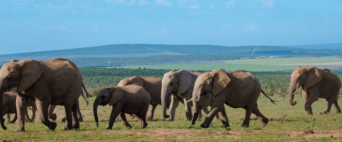 A herd of elephants in a grassy field with distant hills.