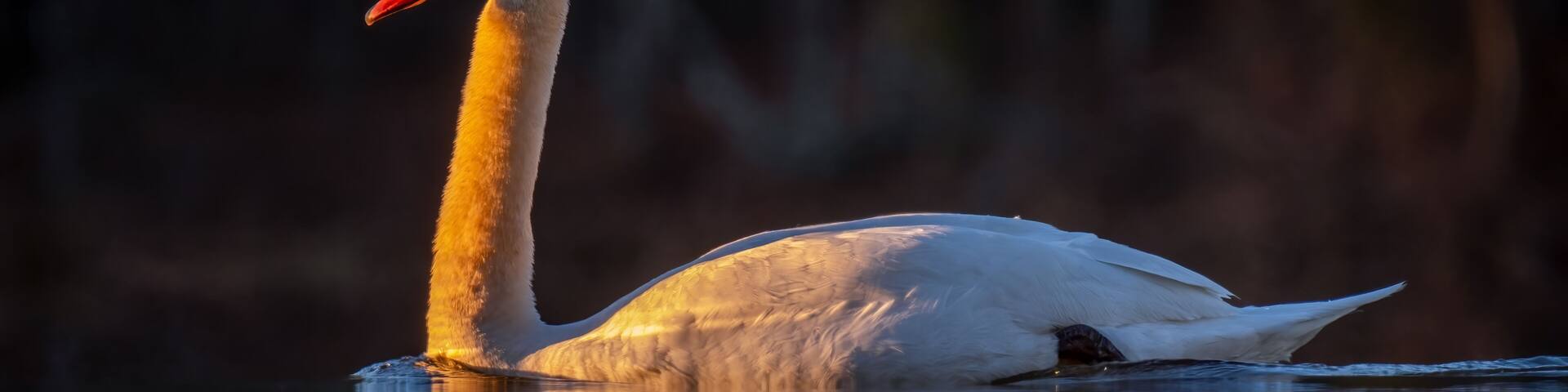 A Mute Swan (Cygnus olor) peacefully glides along the water. Lake Benson Park, Raleigh, North Carolina.