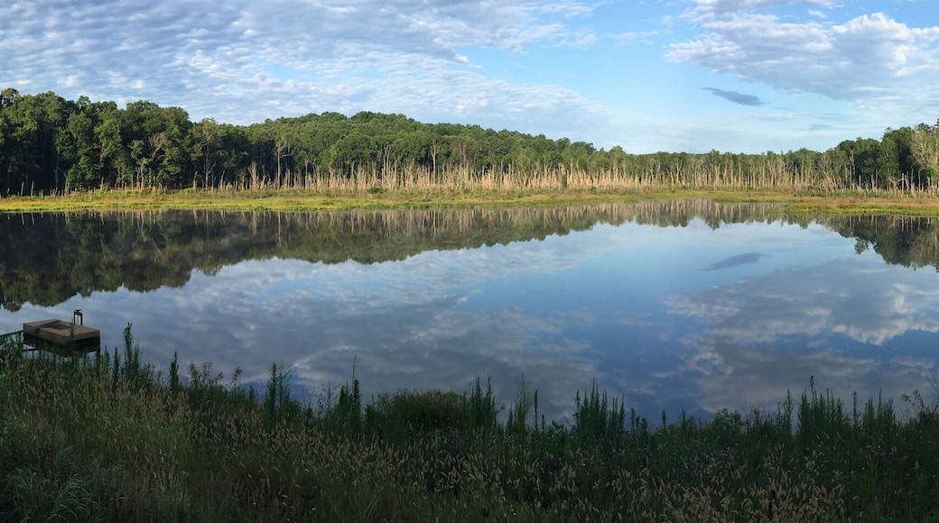 Summer morning at North Cypress Lake in Holly Springs National Forest, Mississippi