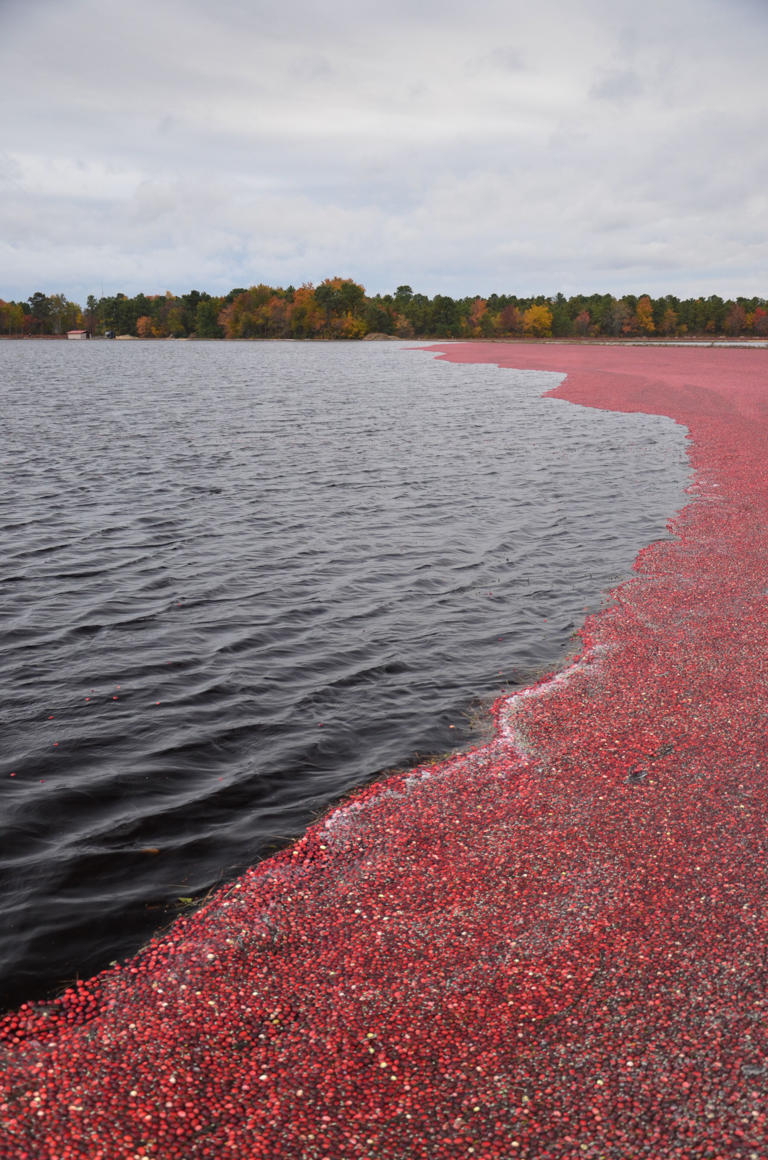 A river with a red-brown shoreline, a cloudy sky, and a forest in the background.