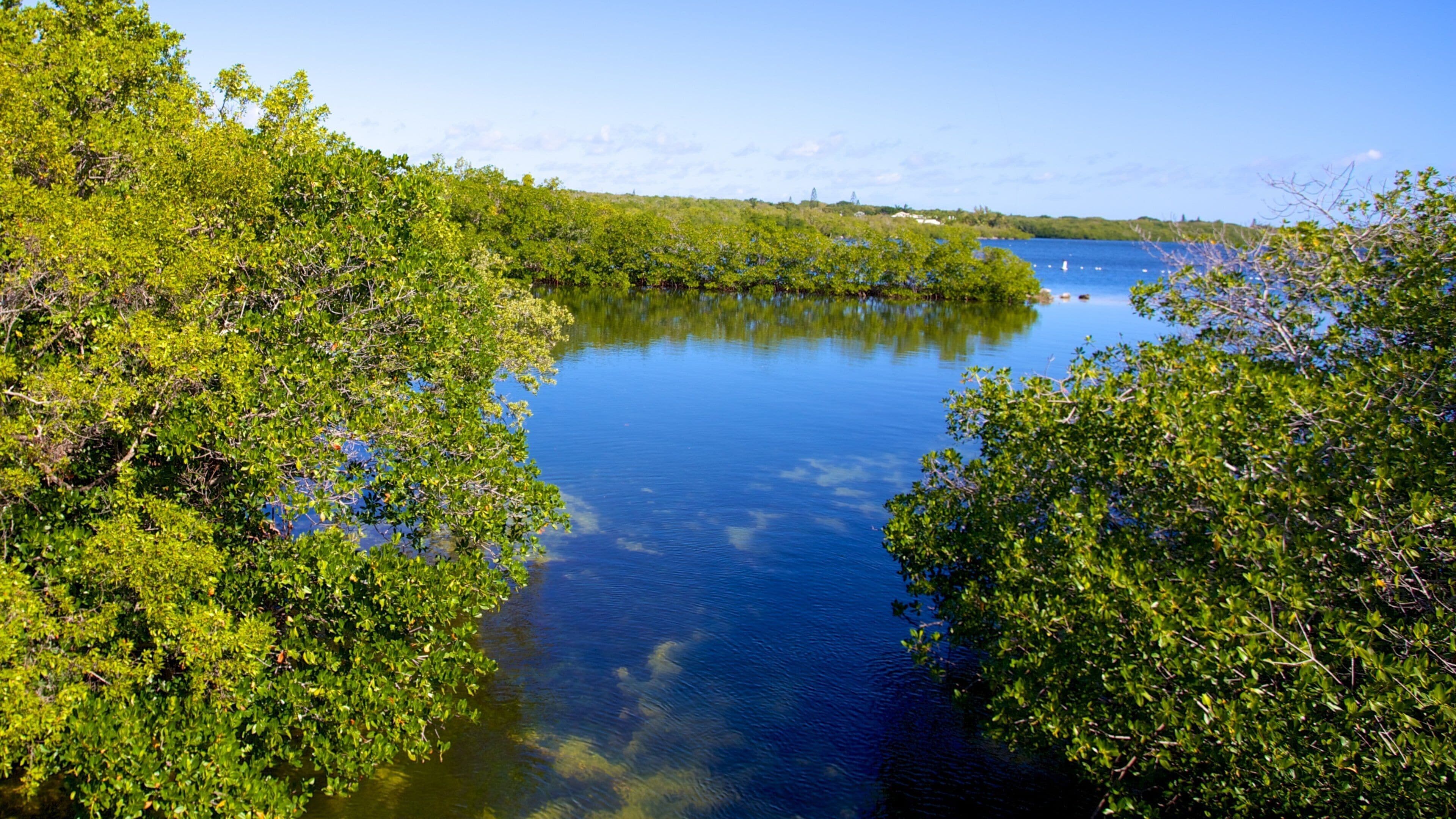 Key Largo showing mangroves and a river or creek