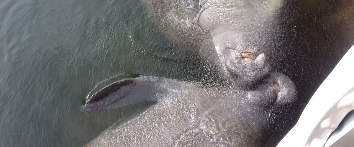 Mama and baby manatees getting their Bellys tickled and a cool drink of fresh water. They are laying on their backs for the tickle.