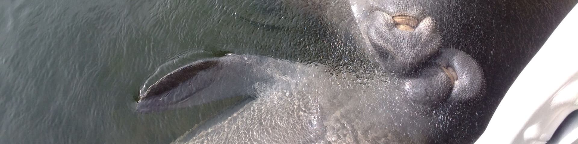 Mama and baby manatees getting their Bellys tickled and a cool drink of fresh water. They are laying on their backs for the tickle.