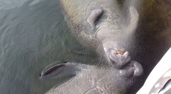 Mama and baby manatees getting their Bellys tickled and a cool drink of fresh water. They are laying on their backs for the tickle.