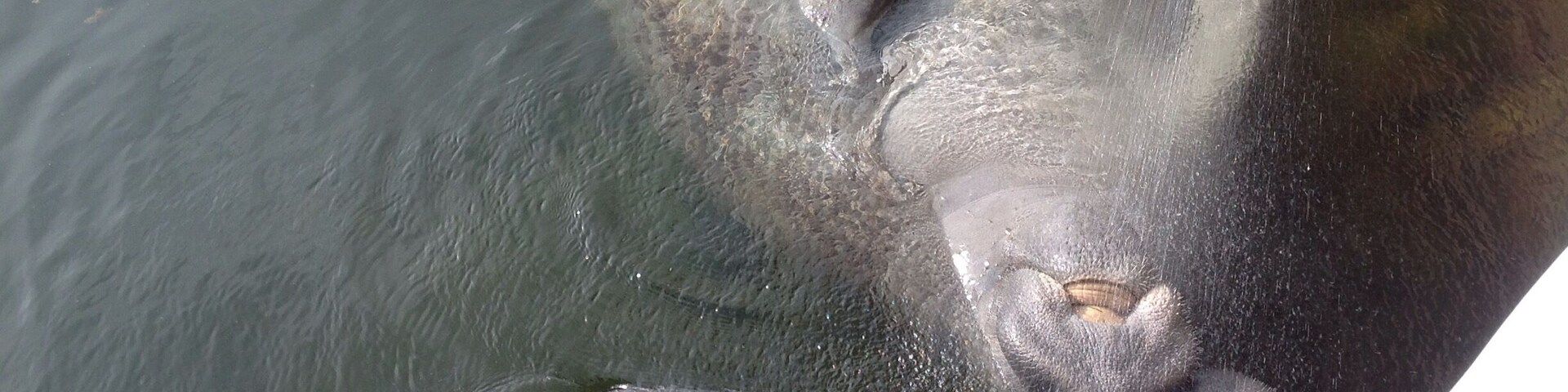 Mama and baby manatees getting their Bellys tickled and a cool drink of fresh water. They are laying on their backs for the tickle.
