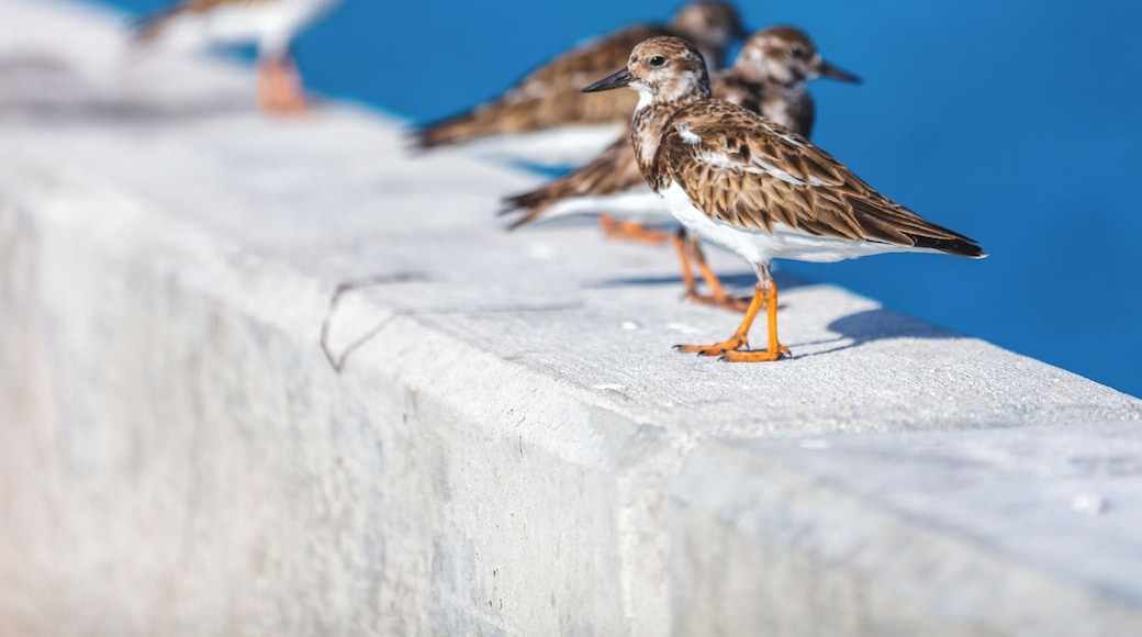 BIRDS! Actually they were there for the fisherman. And I wish I had a rod this day.