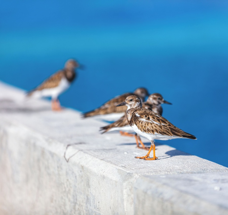 BIRDS! Actually they were there for the fisherman. And I wish I had a rod this day.