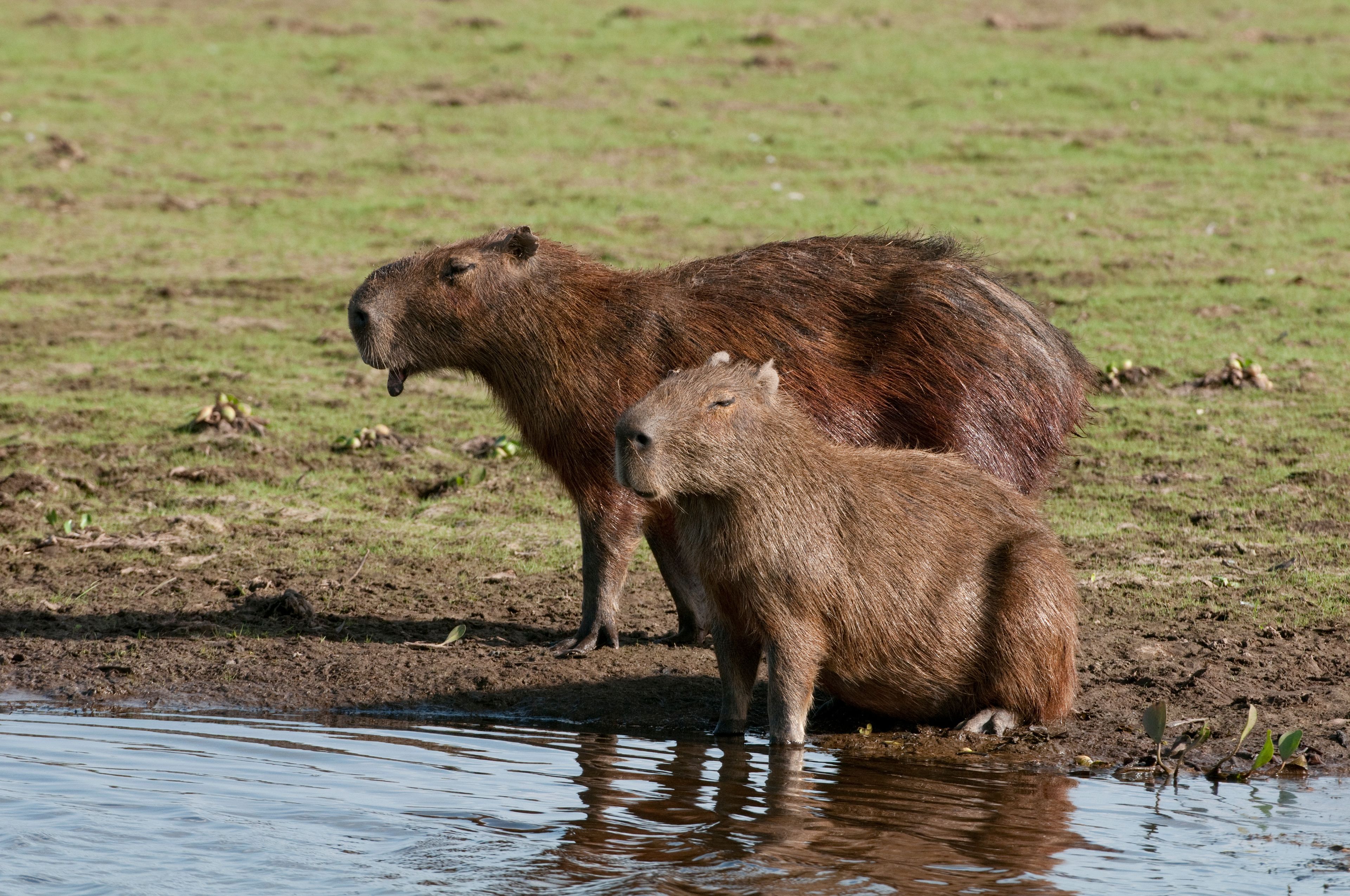 Two capybaras standing in a shallow water body with a grassy field in the background.