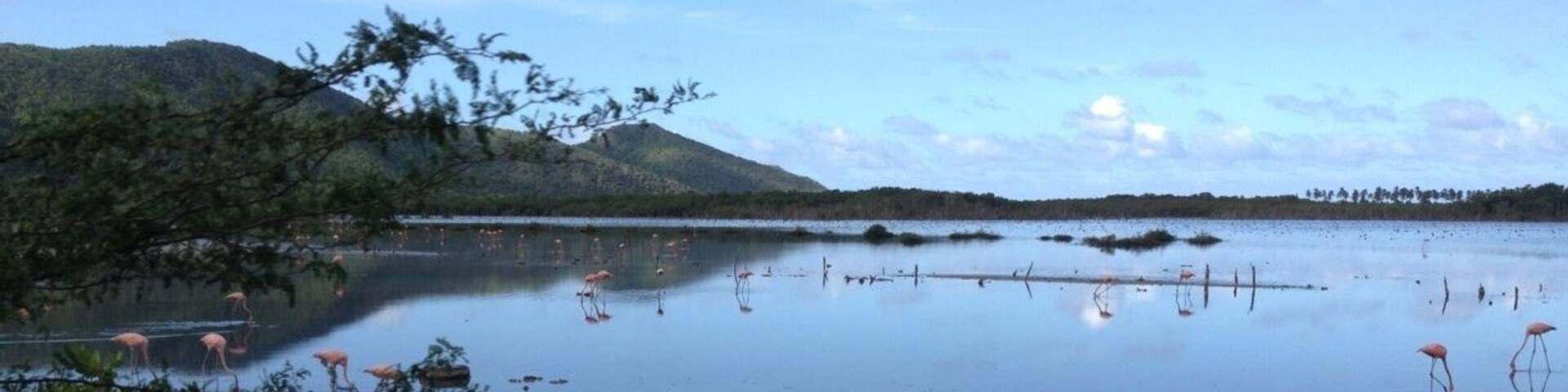"Corocoros " tipo de flamingos en la laguna