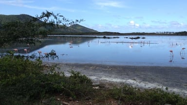 "Corocoros " tipo de flamingos en la laguna