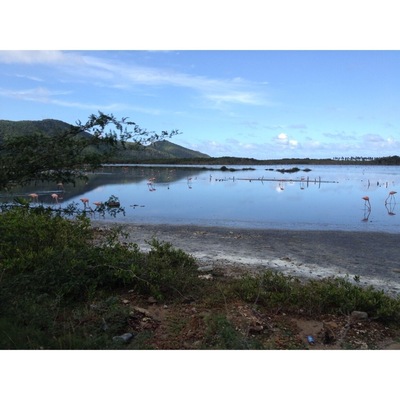 "Corocoros " tipo de flamingos en la laguna