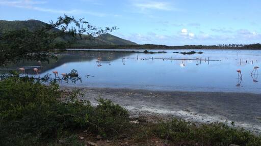 "Corocoros " tipo de flamingos en la laguna