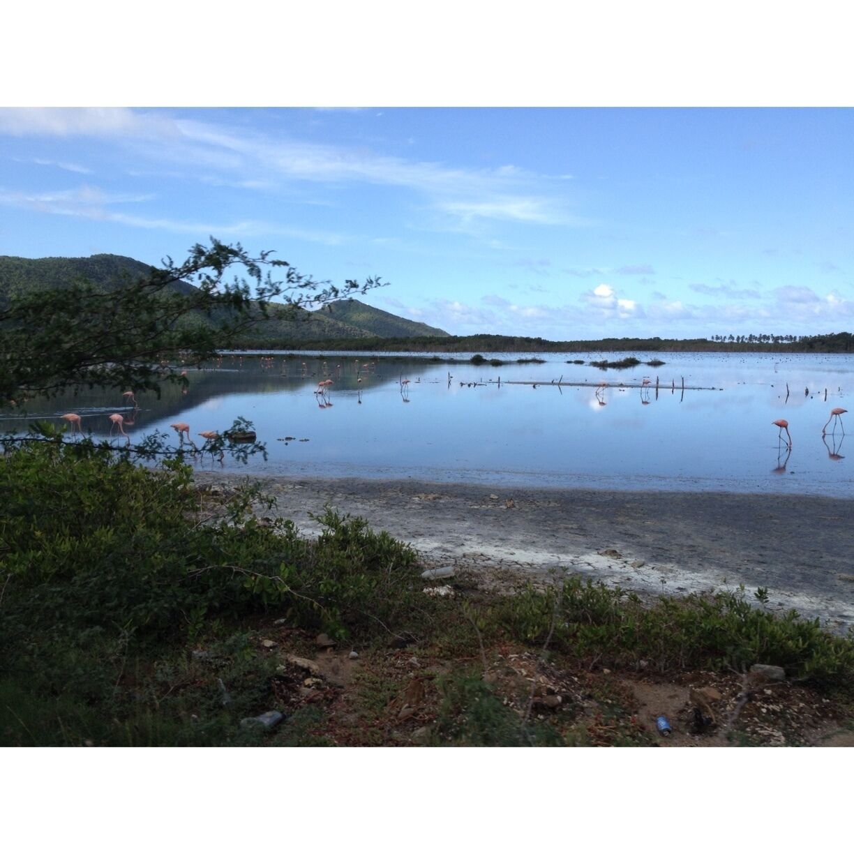 A calm lake with pink flamingos, surrounded by greenery and hills.