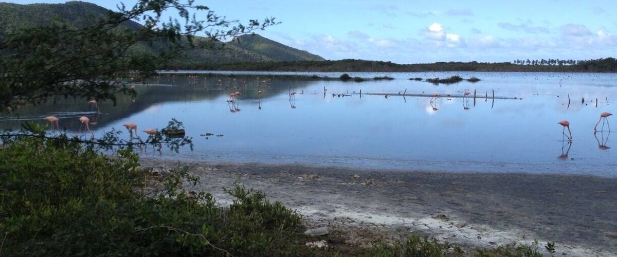A calm lake with pink flamingos, surrounded by greenery and hills.