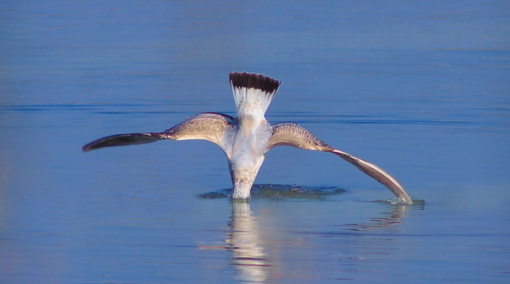 Black headed gull. Can't see its head here so take my word for it..!