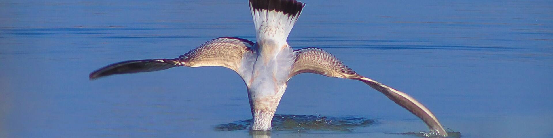 Black headed gull. Can't see its head here so take my word for it..!