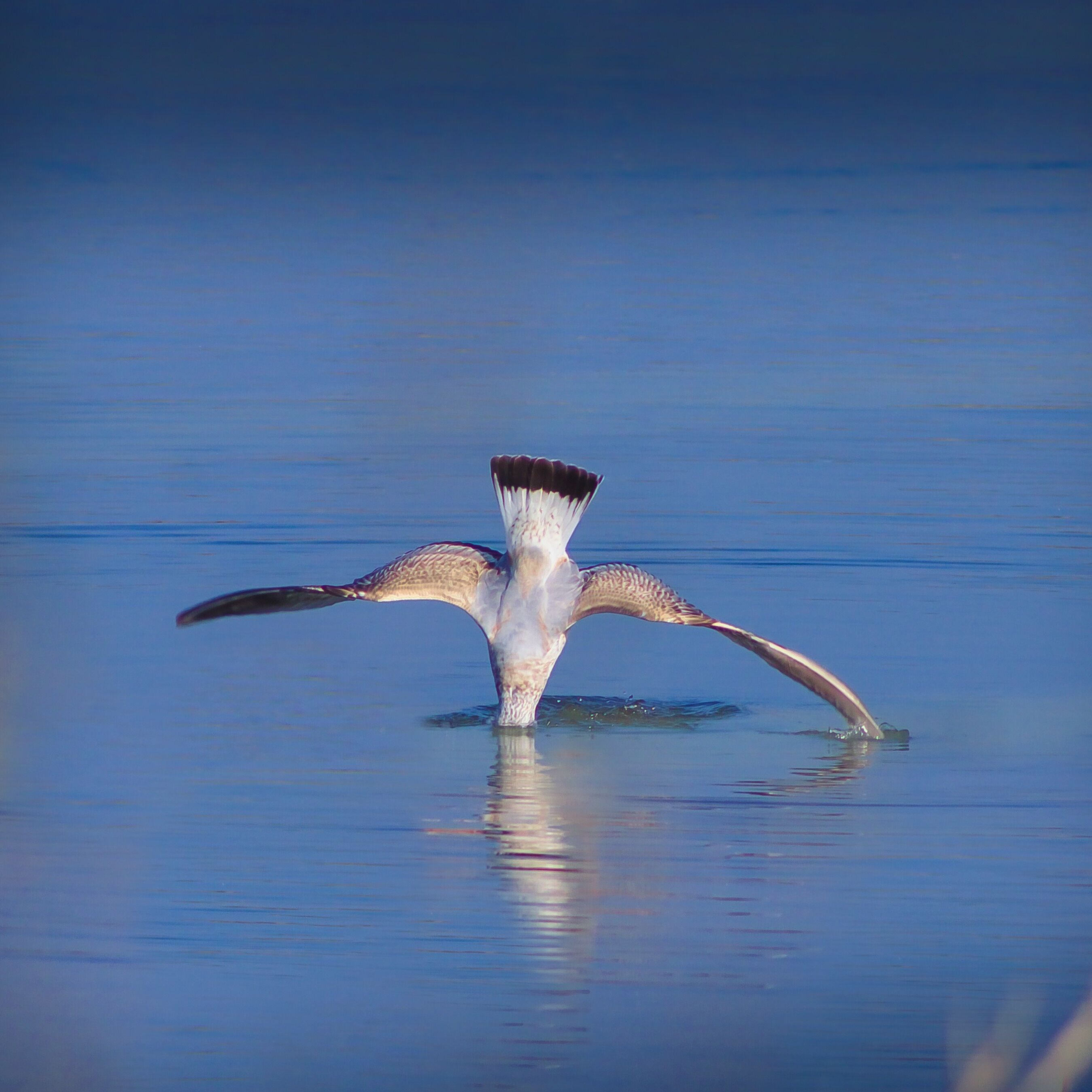 A bird with outstretched wings over calm water.