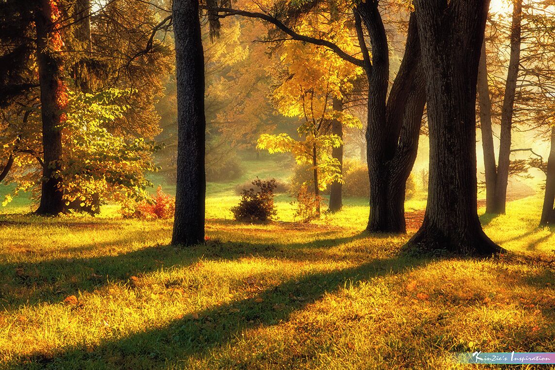A forest with tall trees and sunlight filtering through the leaves.