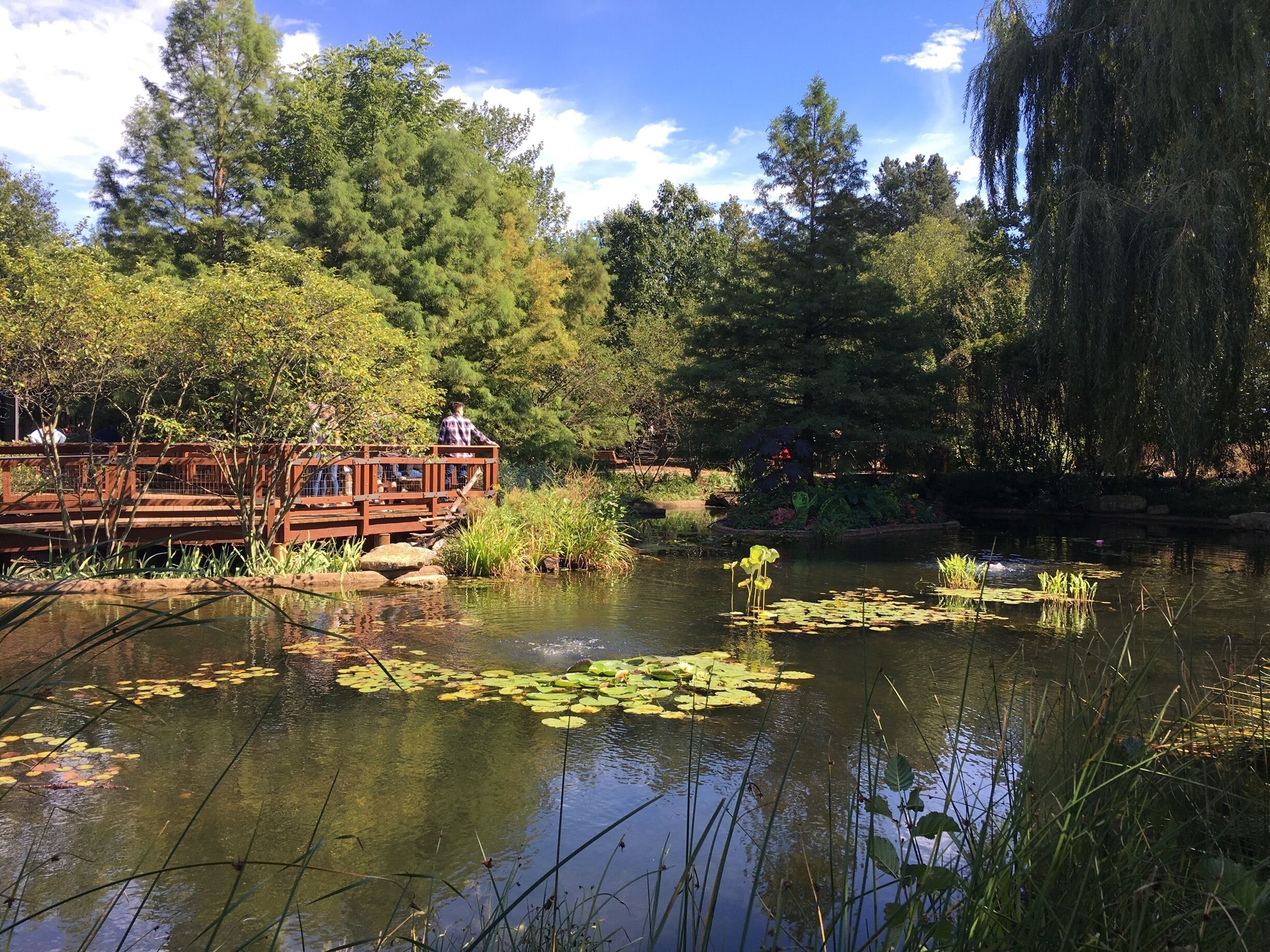 A wooden bridge over a pond with lily pads and trees in the background.