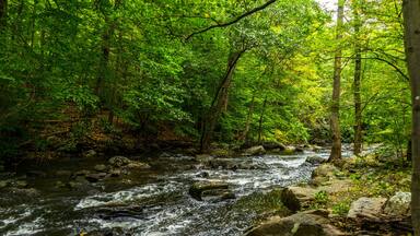 Little stream in the woods
