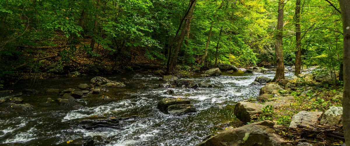 A flowing river with rocks and dense green foliage.