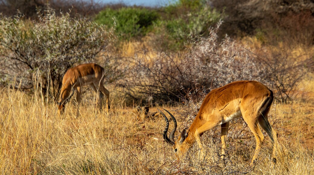 Reserva Natural de Mabalingwe