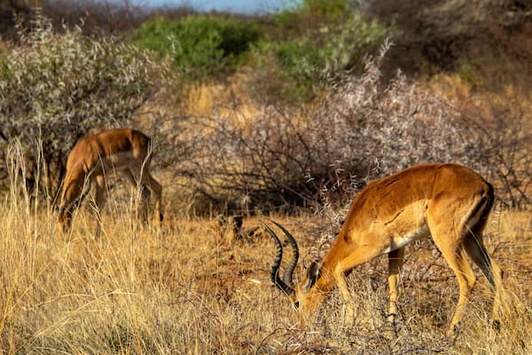 Two antelopes grazing in a dry grassland with sparse trees.