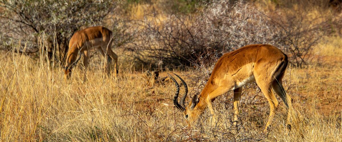 Two antelopes grazing in a dry grassland with sparse trees.
